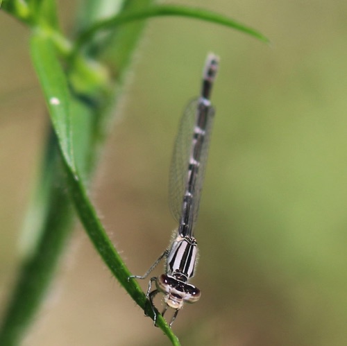 Familiar Bluet
Enallagma civile